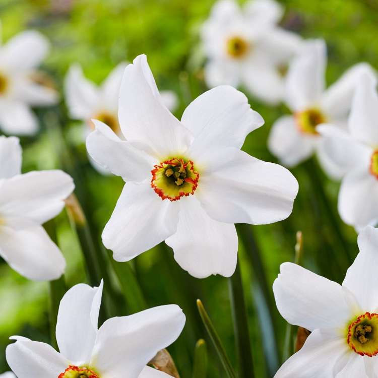 Narzisse 'Poeticus var. Recurvus'